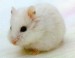 Bew-White-Hamster.jpg